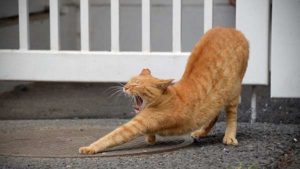 大あくびの猫