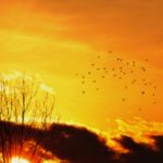 夕日の鳥